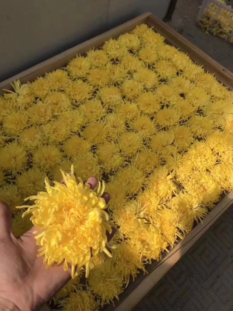 菊花，金丝皇菊，北京菊，苏北菊，婺源黄菊，