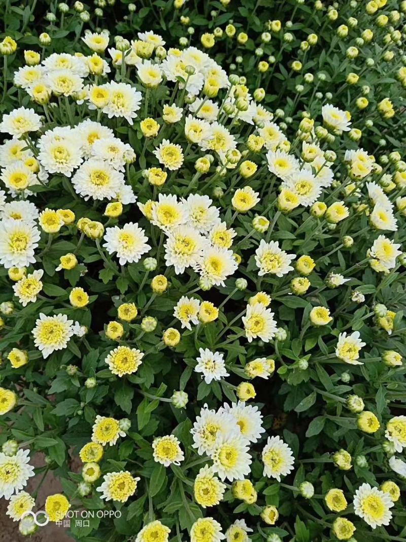 菊花，金丝皇菊，北京菊，苏北菊，婺源黄菊，