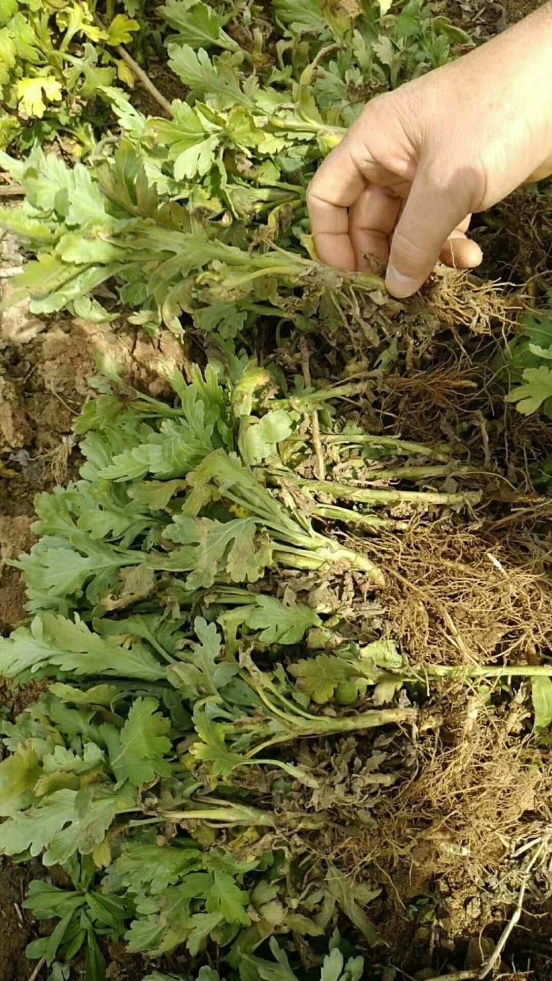 菊花，金丝皇菊，北京菊，苏北菊，婺源黄菊，