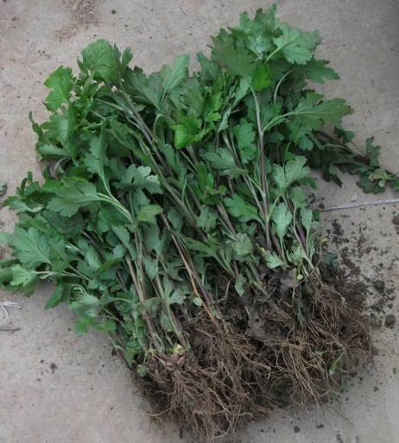 菊花，金丝皇菊，北京菊，苏北菊，婺源黄菊，