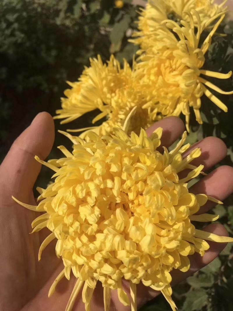 菊花，金丝皇菊，北京菊，苏北菊，婺源黄菊，