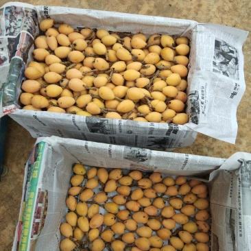 枇杷，长虹枇杷40克起