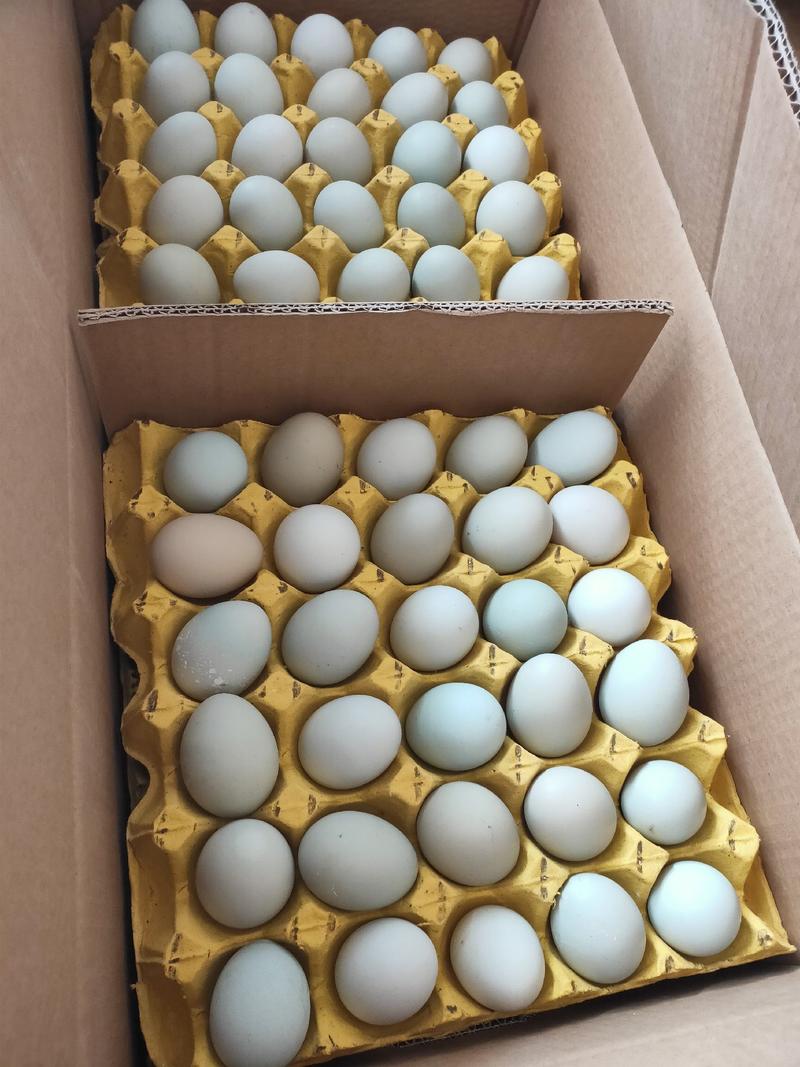 新杨黑绿壳土鸡蛋双色加香，鸡场直供，欢迎大家来采购。