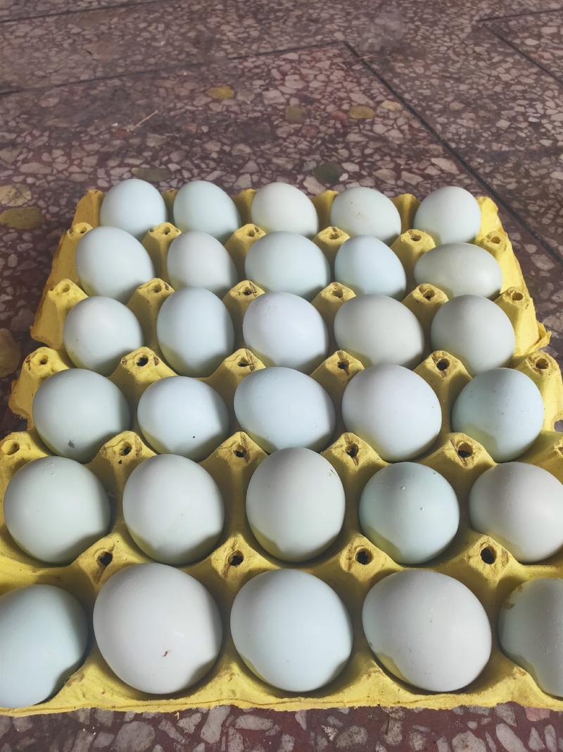 新杨黑绿壳土鸡蛋双色加香，鸡场直供，欢迎大家来采购。