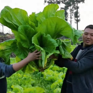 青菜欢迎欢迎热烈欢迎欢迎欢迎热烈欢迎欢迎欢迎热烈欢迎欢迎