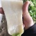 泡菜厂小萝卜（青年萝卜）