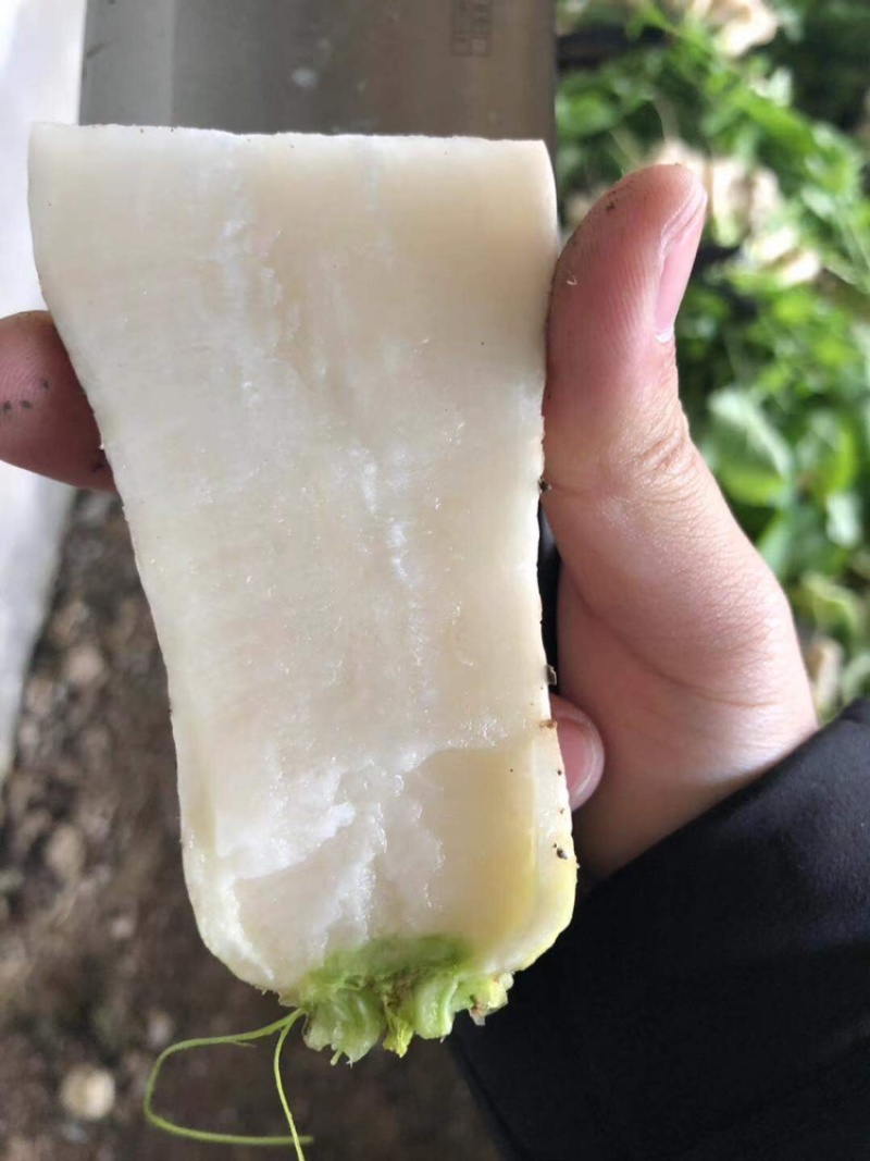 泡菜厂小萝卜（青年萝卜）