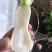 泡菜厂小萝卜（青年萝卜）