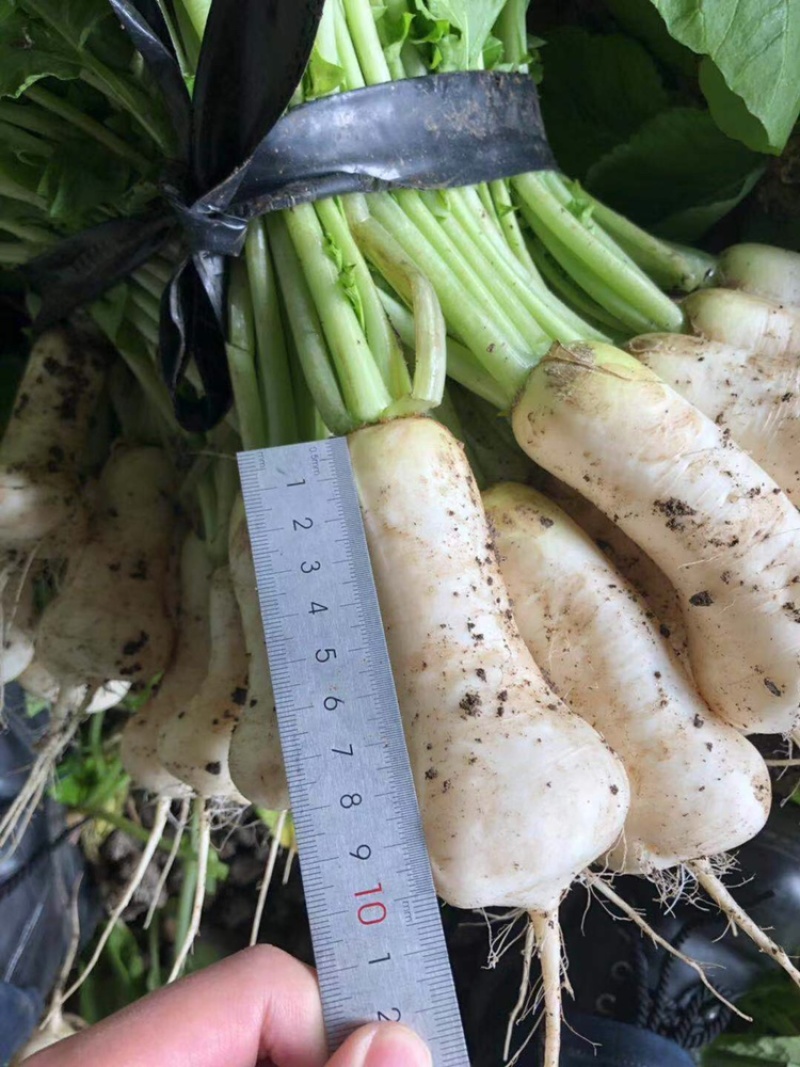 泡菜厂小萝卜（青年萝卜）