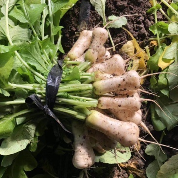 泡菜厂小萝卜（青年萝卜）