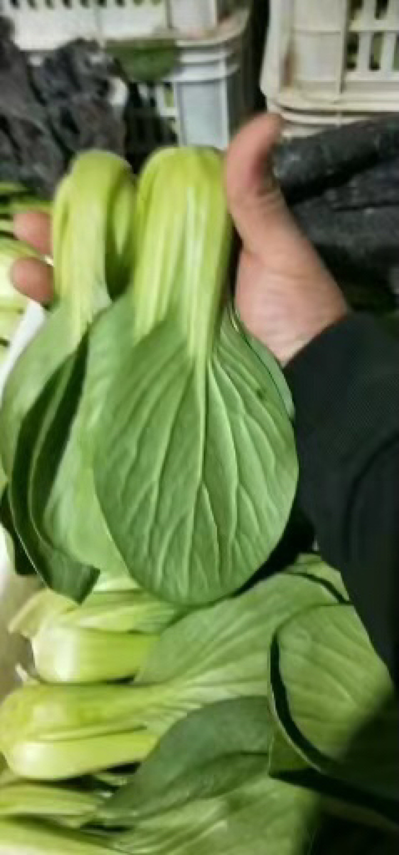 山东曹县上海青小油菜常年供应，超市，食品加工厂诚信经营，