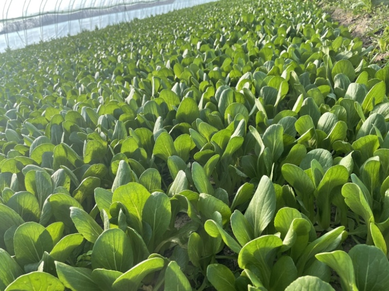山东曹县上海青小油菜常年供应，超市，食品加工厂诚信经营，
