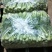 山东曹县上海青小油菜常年供应，超市，食品加工厂诚信经营，