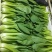 山东曹县上海青小油菜常年供应，超市，食品加工厂诚信经营，