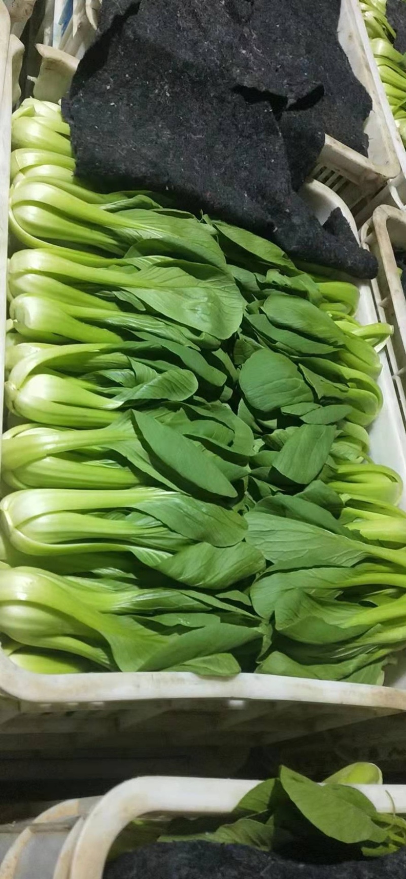 山东曹县上海青小油菜常年供应，超市，食品加工厂诚信经营，