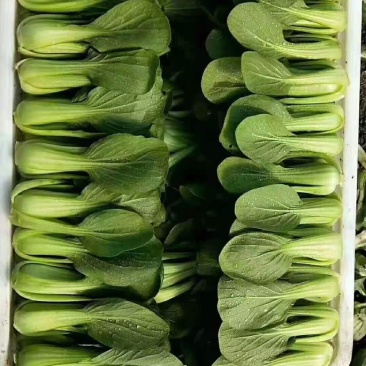 山东曹县上海青小油菜常年供应，超市，食品加工厂诚信经营，