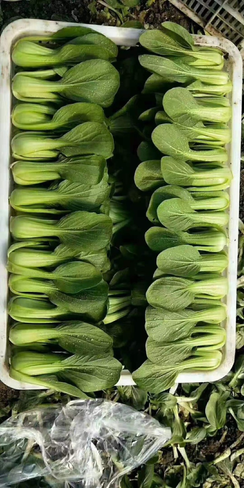 山东曹县上海青小油菜常年供应，超市，食品加工厂诚信经营，