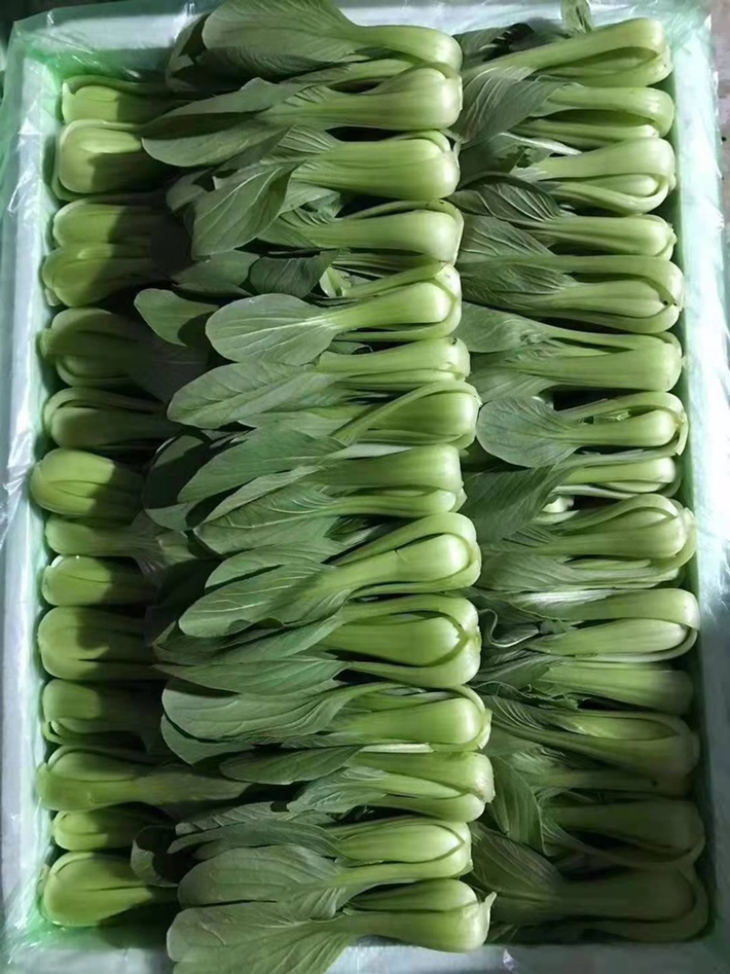 山东曹县上海青小油菜常年供应，超市，食品加工厂诚信经营，