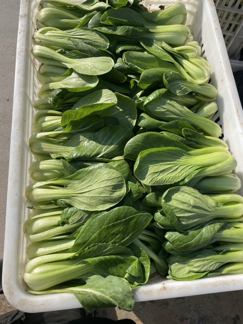 山东曹县上海青小油菜常年供应，超市，食品加工厂诚信经营，