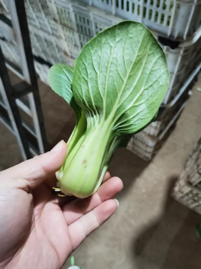 精品上海青小油菜保质保量，真诚合作，常年供应