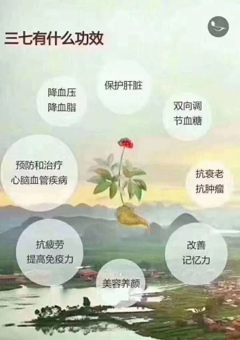 云南文山春三七粉俗称(田七)农户直销价格优惠