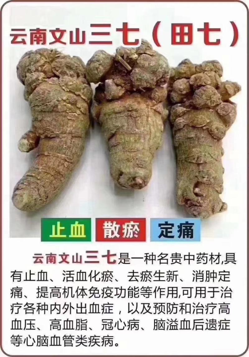 云南文山春三七粉俗称(田七)农户直销价格优惠