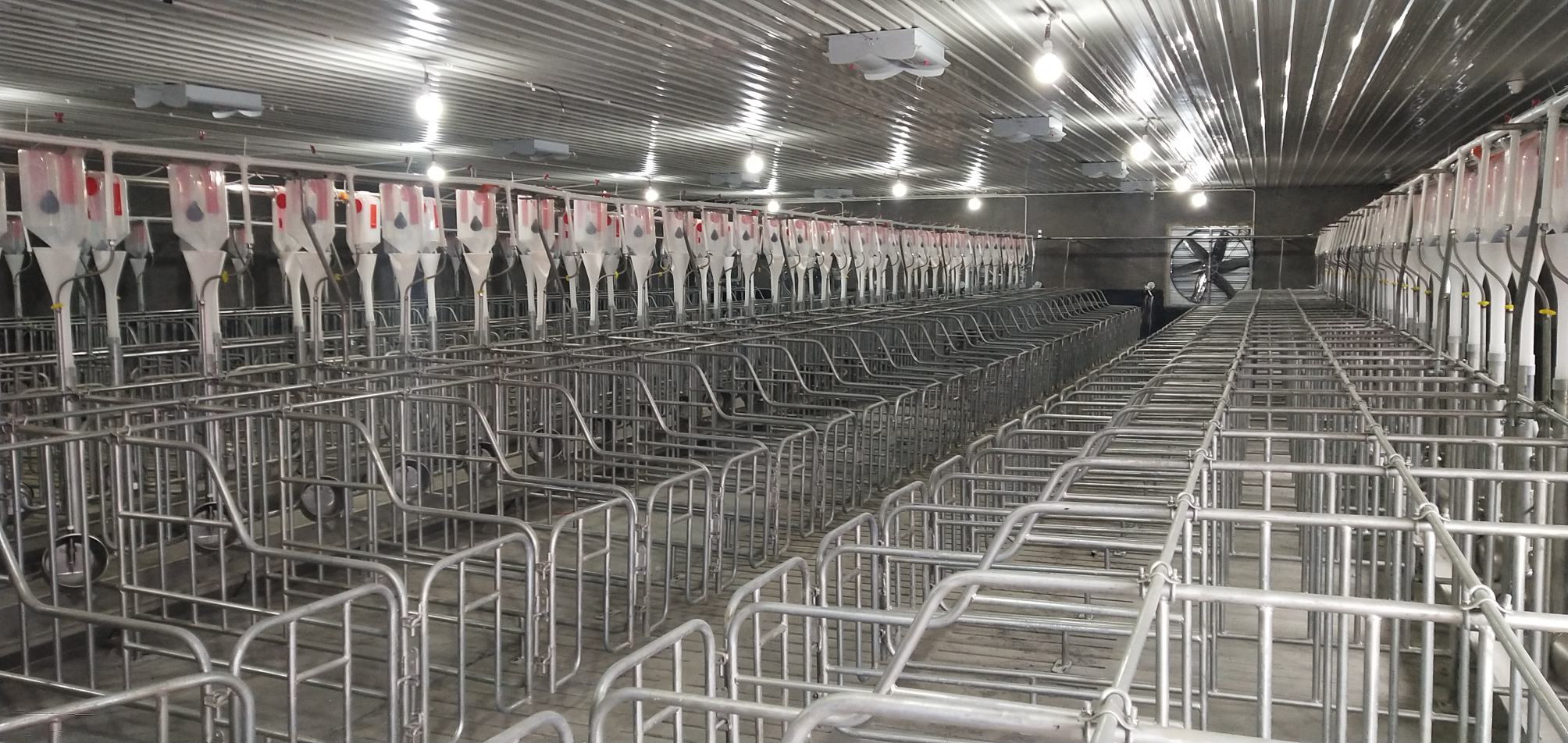 三元仔猪在自动喂养系统中进食