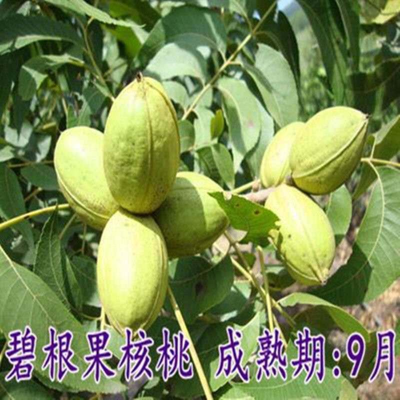 优质818核桃苗，薄皮核桃苗纸皮核桃嫁接苗保质保量
