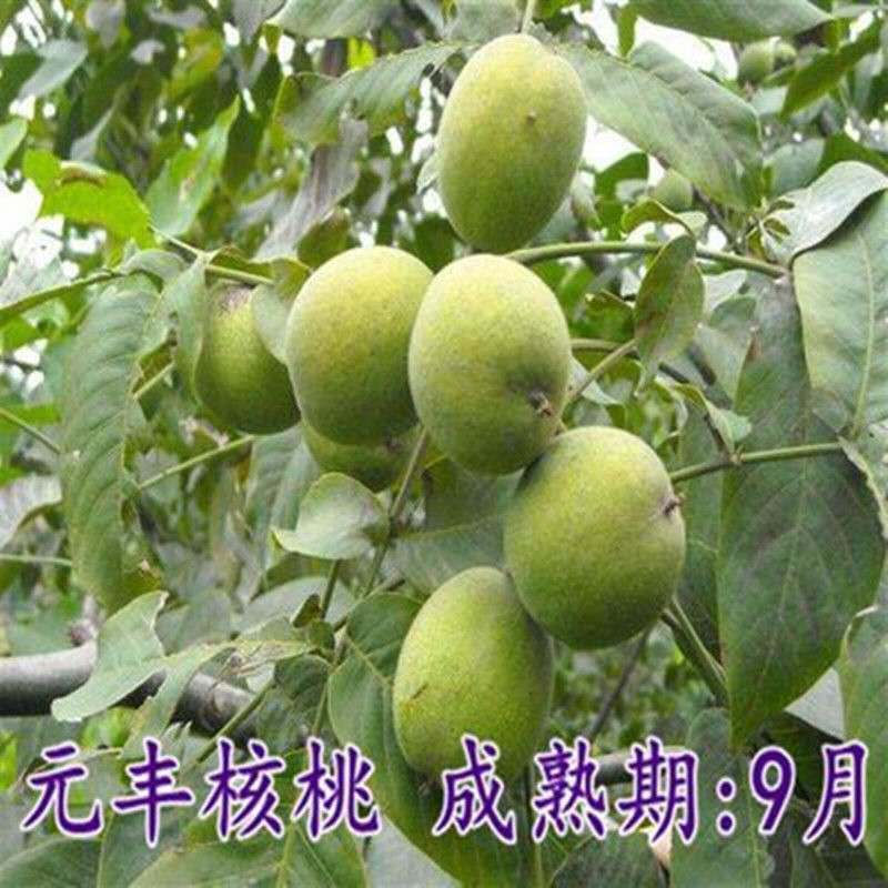 优质818核桃苗，薄皮核桃苗纸皮核桃嫁接苗保质保量