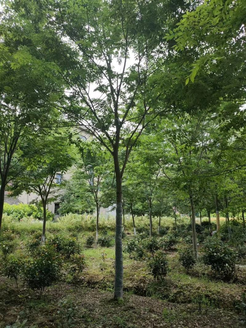 榉树，2公分4公分5公分7公分8公分12公分15公分价格