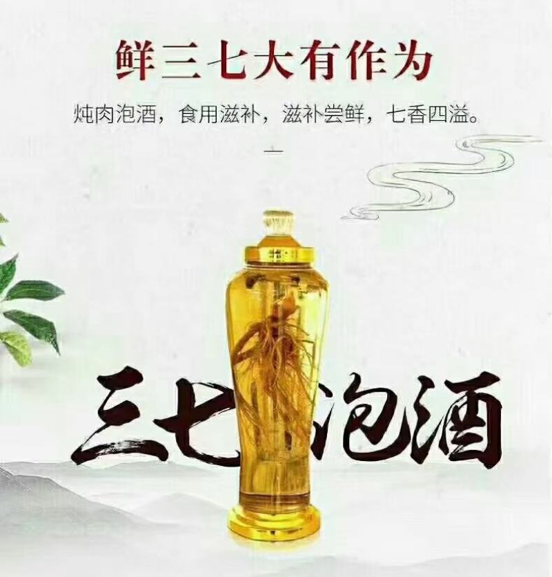 云南文山特产鲜三七正宗三年，四年鲜三七泡酒炖汤好料