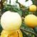 浙江台州二年白沙枇杷苗水果苗软条枇杷明年结果