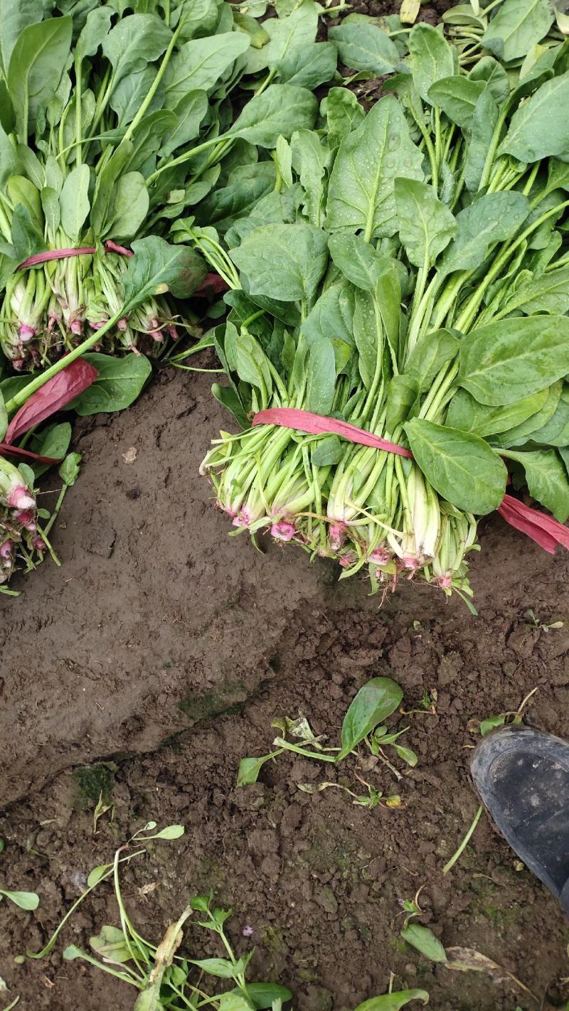 高杆菠菜质量好货源充足，欢迎各位老板光临