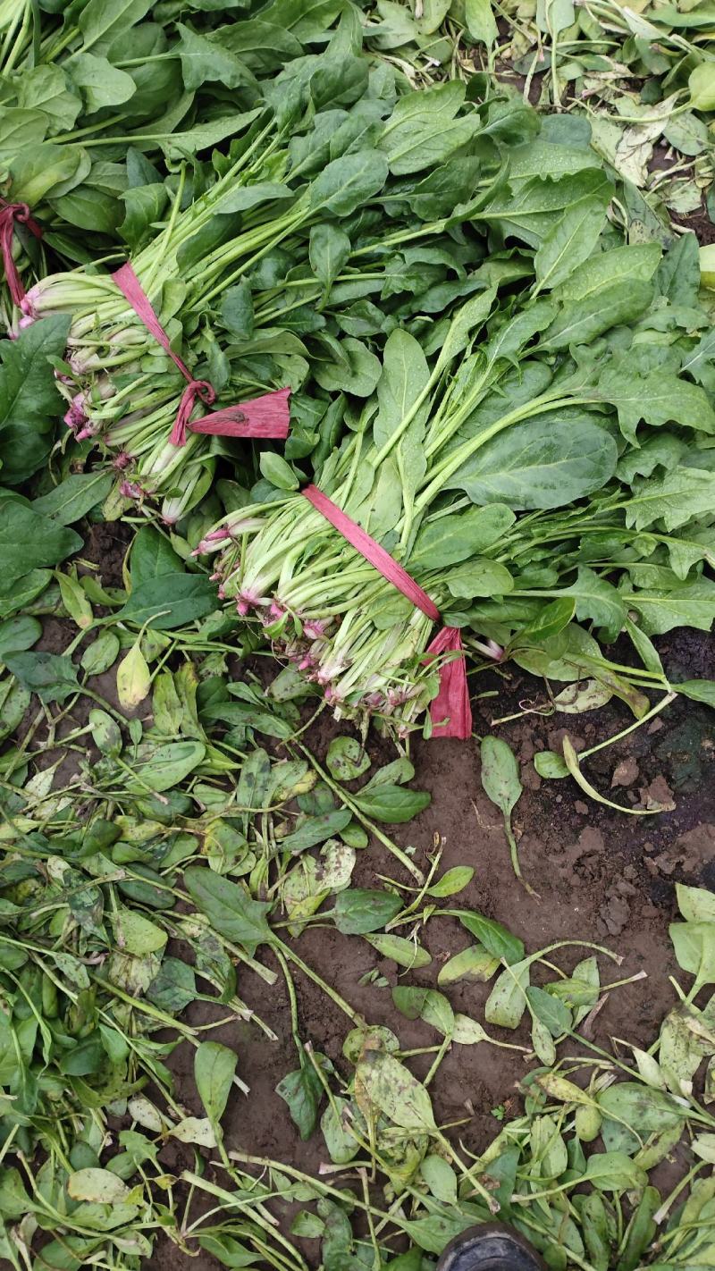高杆菠菜质量好货源充足，欢迎各位老板光临