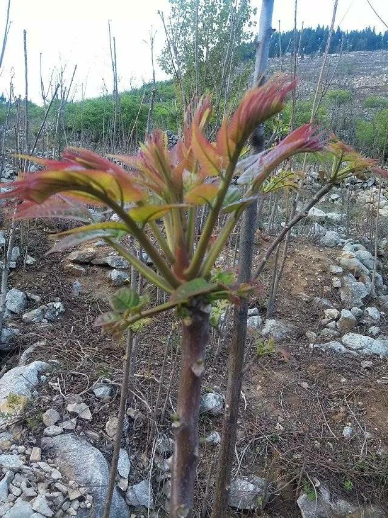山东省新泰市香椿芽批发基地欢迎新老客户前来订购