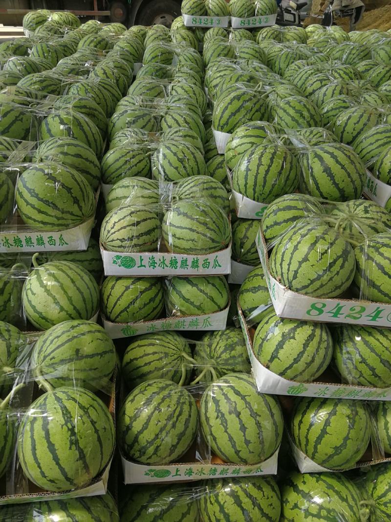 【火爆】正宗麒麟西瓜/冰糖麒麟/夏邑大棚代发全国日供百吨