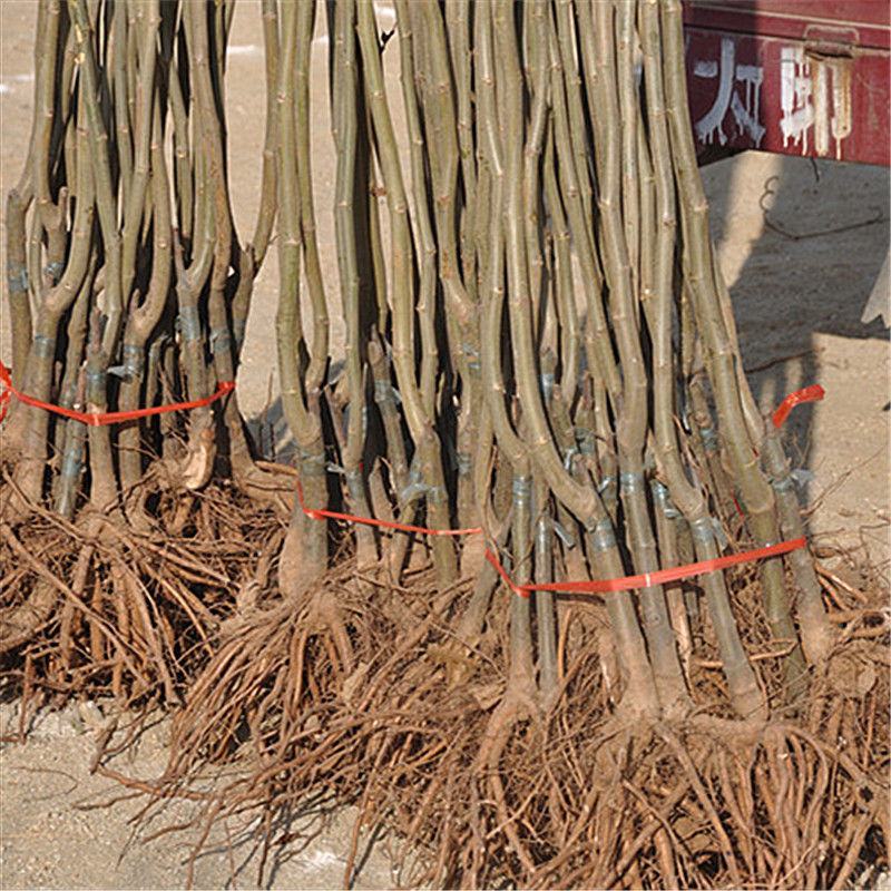 【精品】板栗苗品种苗，优质嫁接苗，包成活免费提供技术