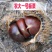 【精品】板栗苗品种苗，优质嫁接苗，包成活免费提供技术