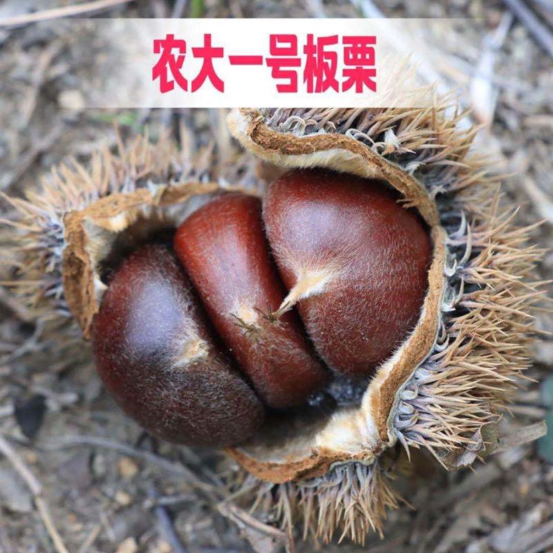 【精品】板栗苗品种苗，优质嫁接苗，包成活免费提供技术