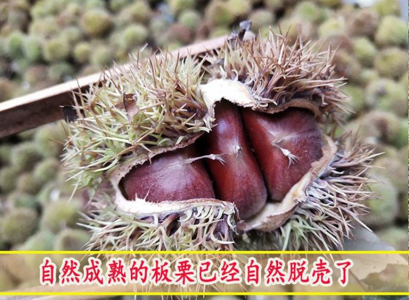 【精品】板栗苗品种苗，优质嫁接苗，包成活免费提供技术