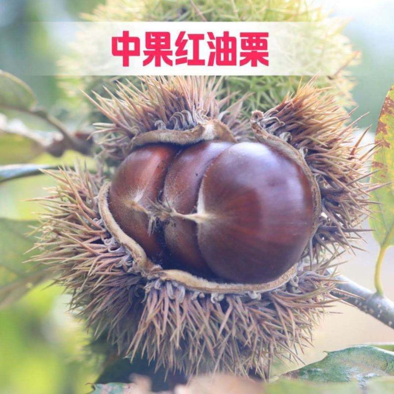 【精品】板栗苗品种苗，优质嫁接苗，包成活免费提供技术