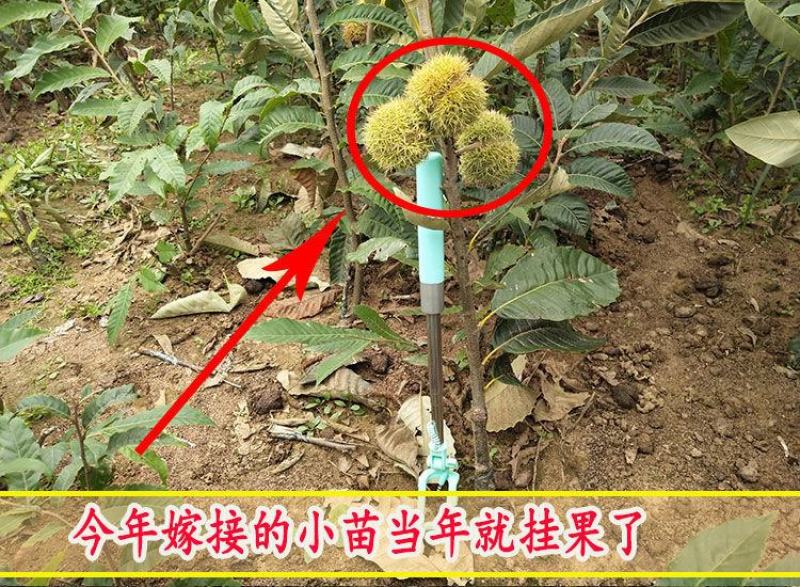 【精品】板栗苗品种苗，优质嫁接苗，包成活免费提供技术