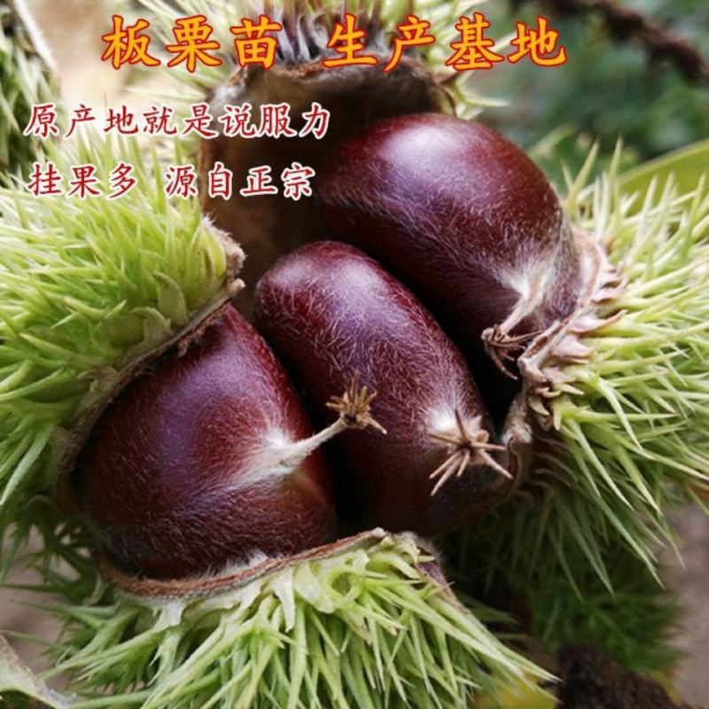【精品】板栗苗品种苗，优质嫁接苗，包成活免费提供技术