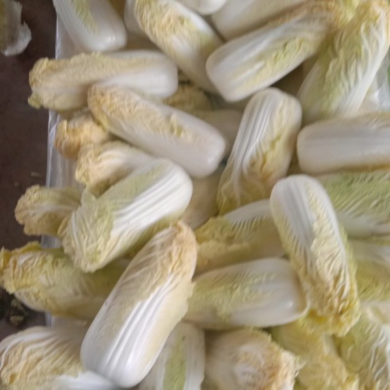 娃娃菜，精品包，高质量！！！