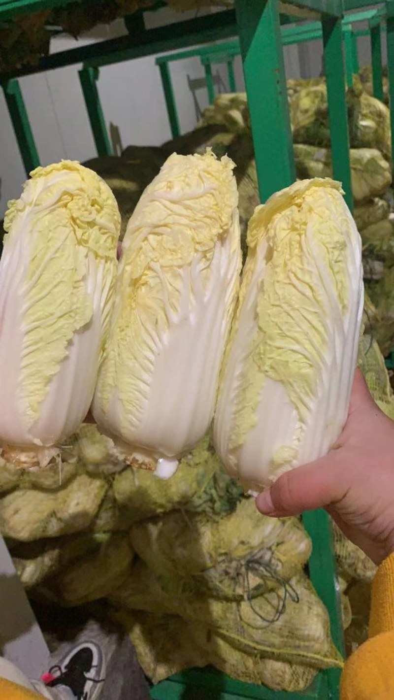 娃娃菜，精品包，高质量！！！
