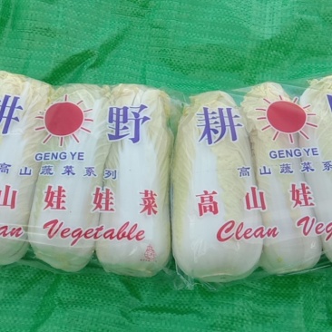 娃娃菜，精品包，高质量！！！
