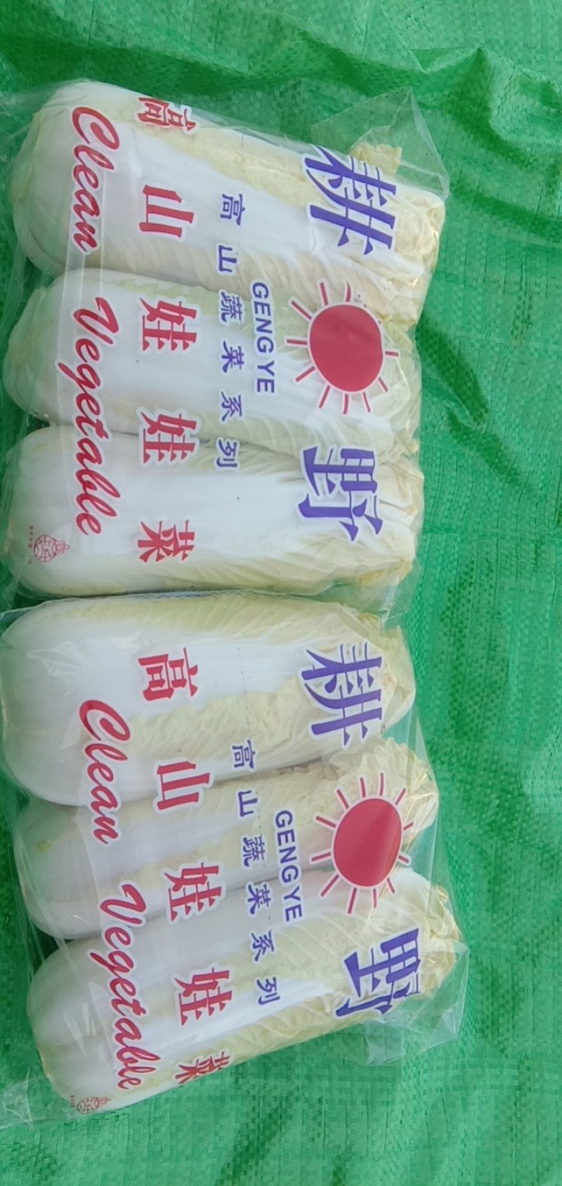 娃娃菜，精品包，高质量！！！