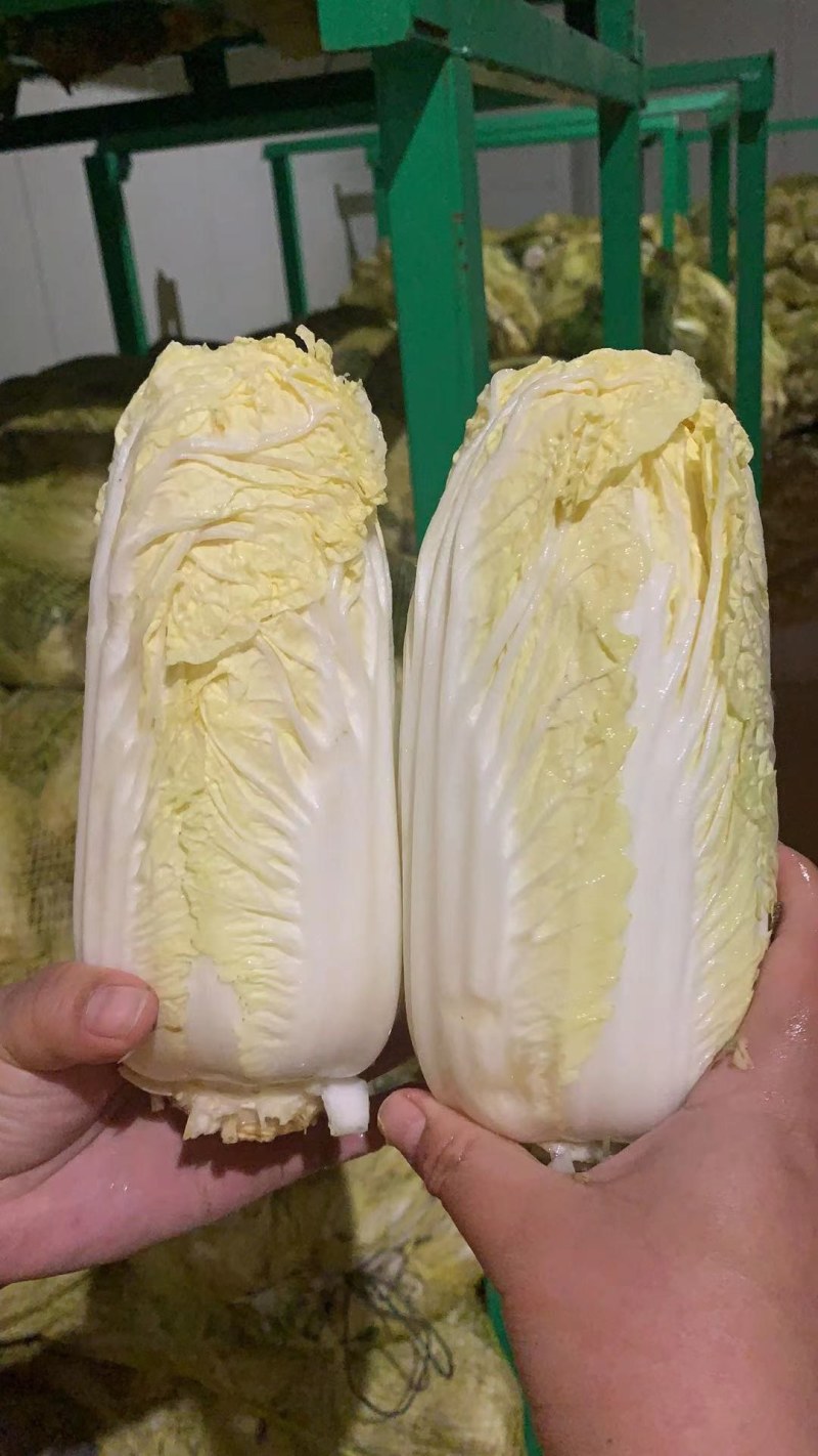 娃娃菜，精品包，高质量！！！