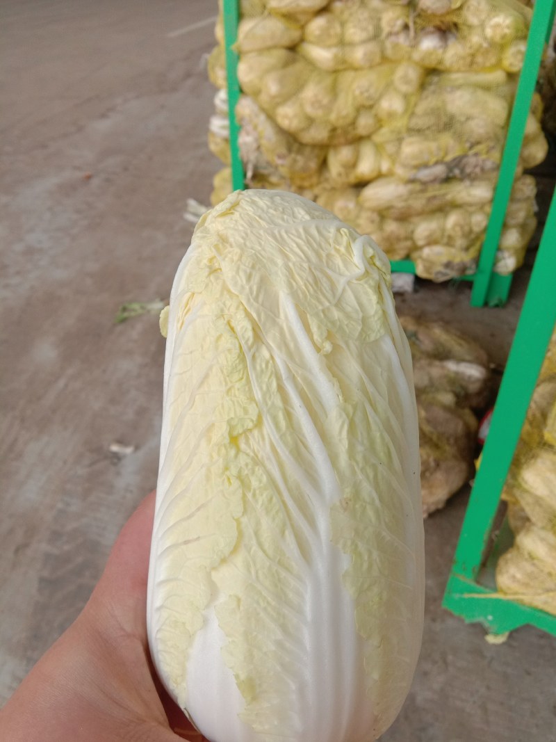 娃娃菜，精品包，高质量！！！