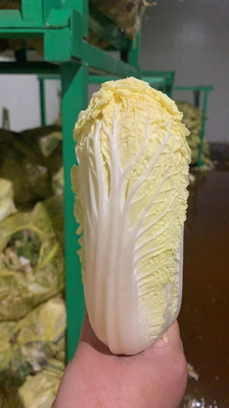 娃娃菜，精品包，高质量！！！